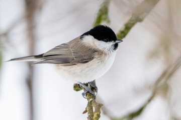 Marsh tit (Poecile palustris) © dennisjacobsen
