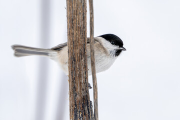 Marsh tit (Poecile palustris) © dennisjacobsen