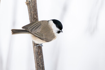 Marsh tit (Poecile palustris) © dennisjacobsen