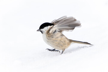 Marsh tit (Poecile palustris) © dennisjacobsen
