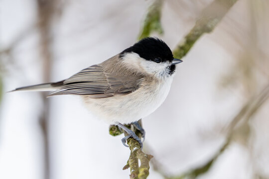 Marsh tit (Poecile palustris)