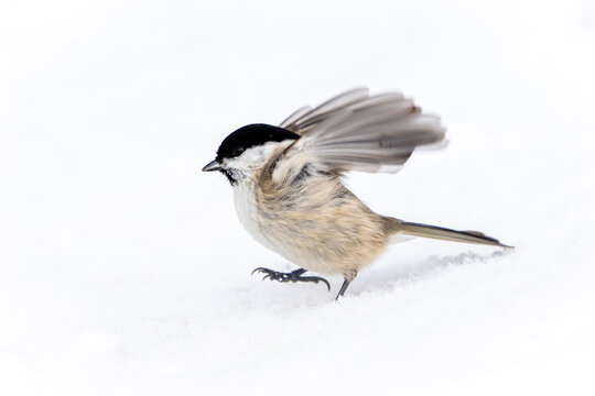 Marsh tit (Poecile palustris)