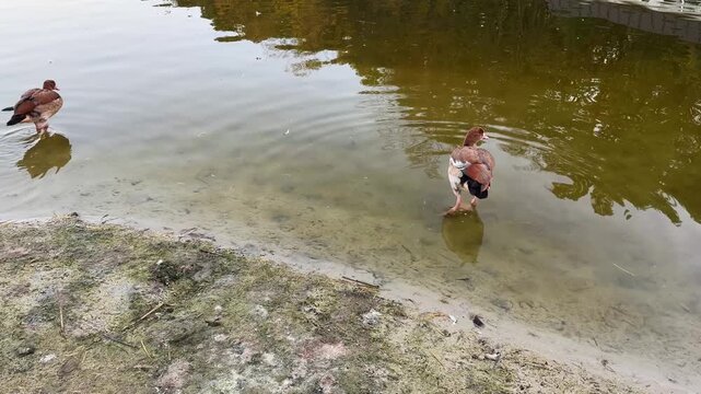 Two Egyptian geese standing on shore and swimming in lake or pond water together with nutria coypu. Outdoor park, autumn daylight, nature wildlife.