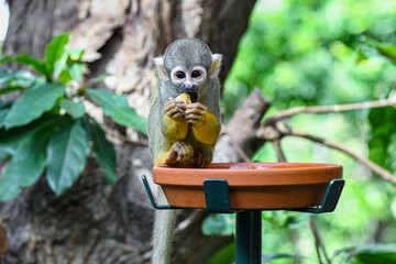 Squirrel monkey enjoying a snack in a tropical setting © Andreea