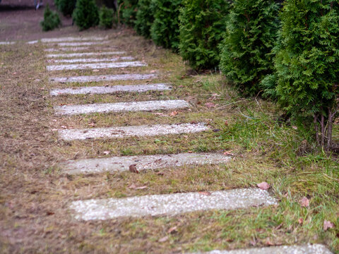 A straight stepping stone path made of rectangular slabs leads through a lawn alongside a row of green arborvitae thuja bushes outdoors.
