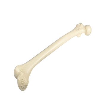Anatomical model of a single human femur bone, isolated on a black background, showing the shaft, head, and condyles of the thigh bone isolated on a transparent background