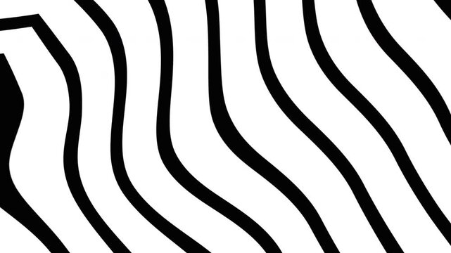 Zebra animation brings this black and white animal print abstract graphic vector design to life.