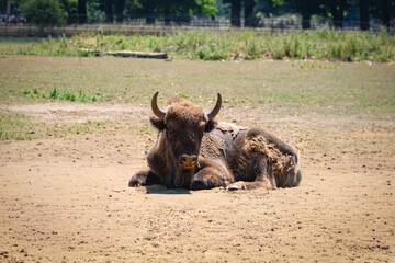 Young European bison calf resting on dry ground © Andreea