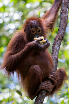 orangutans or pongo pygmaeus is the only asian great found on the island of Borneo and Sumatra