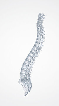 Transparent Glass Model Of Human Spine On White