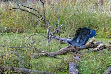 Great Blue Heron wings extended © Jordan