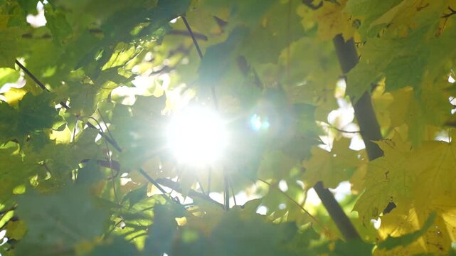 Maple leaves with visible veins and irregular edges move among intersecting branches, documenting deciduous foliage in autumn for botanical learning and seasonal media