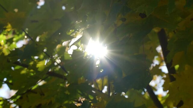 Sun breaks through overlapping maple leaves and branches as foliage shifts, showing autumn canopy conditions for seasonal nature content and deciduous tree education