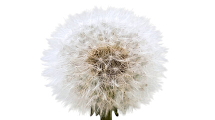 Fluffy white dandelion seed head puffball on a transparent background © Vitalo4ok