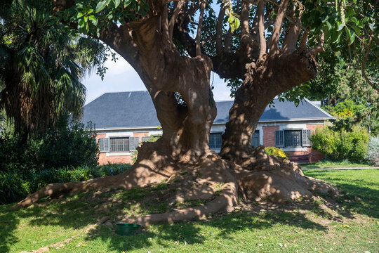  massive mature tree with a thick, twisting trunk and exposed roots grows in a landscaped garden, with a red brick building behind it. Phytolacca dioica, commonly known as the ombu
