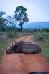 Rhinoceroses Resting on a Red Dirt Road in South African Safari Landscape © olena