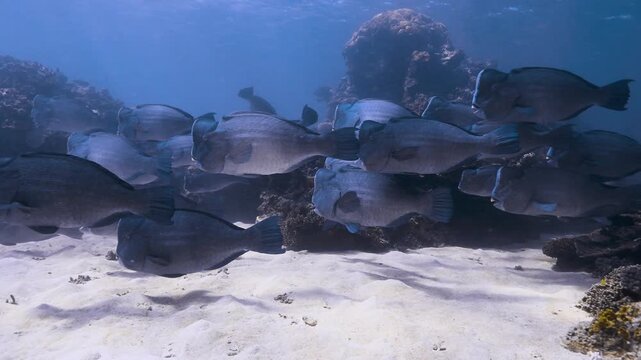 School of bumphead parrotfish swimming over the reef in slow motion, Great Barrier Reef, Australia