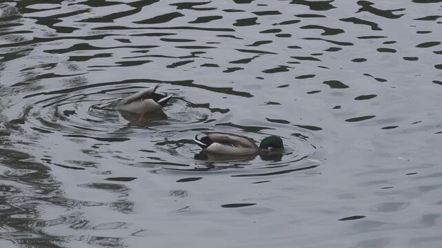 Two wild mallard drakes swimming together in dark pond water, diving bottoms up to search for food on riverbed