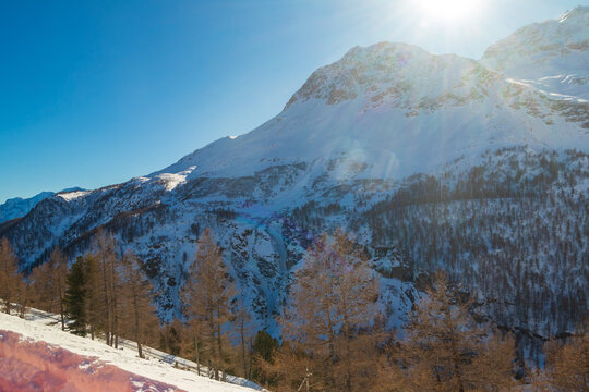 Scenic panoramic view of the snow-covered Bernina Range with winter larch trees, Alp Grum, Switzerland