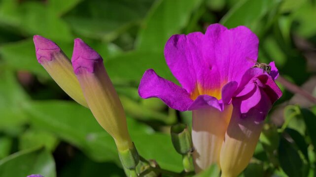 Honeybee crawls out of Mandevilla flower.