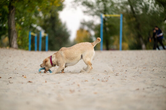 Active Labrador Retriever jumping to catch blue ring toy on sandy beach park