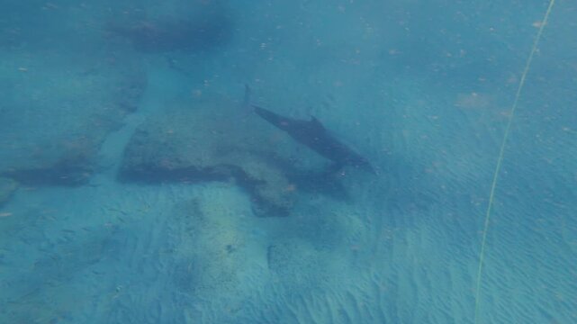 Atlantic bottlenose dolphin swimming in ocean