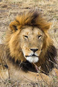Male lion resting in dry grass during a Kenya safari