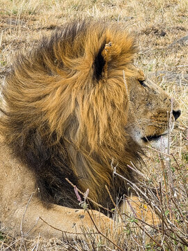 Male lion resting in dry grass during a Kenya safari