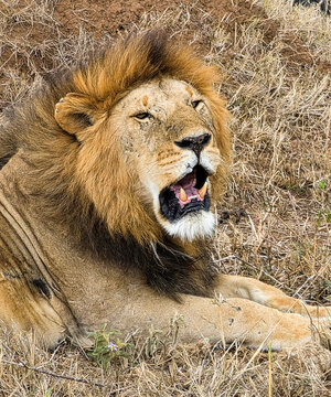 Male lion resting with mouth open in dry grass on a Kenya safari
