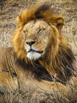 Male lion resting in dry grass during a Kenya safari