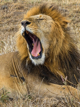 Yawning male lion resting in Kenya's dry savanna