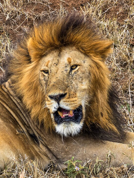 Male lion resting with open mouth in Kenya's savanna