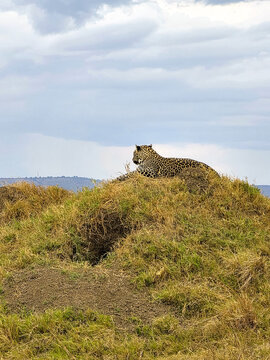 Leopard resting on a grassy termite mound in Kenya