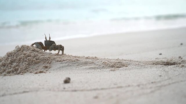 Close-up of a crab on a sea beach moving towards a mound of sand. Wild crustacean digging a burrow near the ocean waves. Coastal wildlife behavior, Maldives