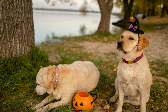 Two Labrador Retriever dogs sitting in park with Halloween witch hat and pumpkin bucket
