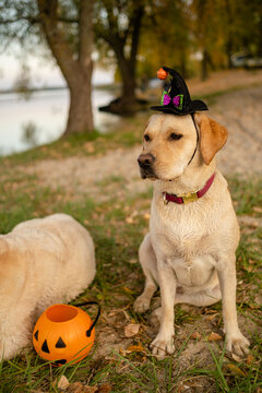 Two Labrador Retriever dogs sitting in park with Halloween witch hat and pumpkin bucket