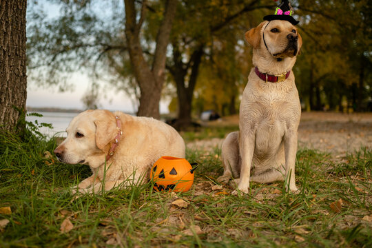 Two Labrador Retriever dogs sitting in park with Halloween witch hat and pumpkin bucket
