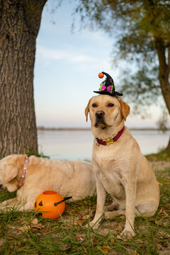 Two Labrador Retriever dogs sitting in park with Halloween witch hat and pumpkin bucket