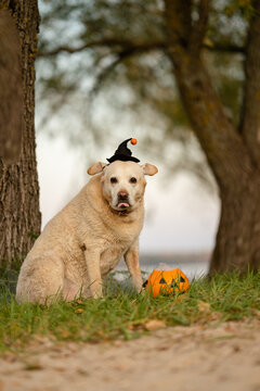 Labrador Retriever in witch hat sitting near Halloween pumpkin bucket in park