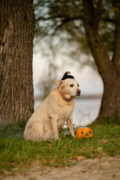Labrador Retriever in witch hat sitting near Halloween pumpkin bucket in park