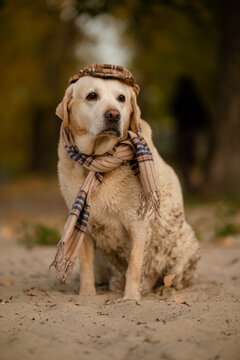 Cute Labrador Retriever dog wearing plaid flat cap and scarf in autumn park