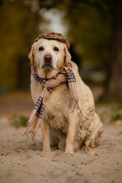 Cute Labrador Retriever dog wearing plaid flat cap and scarf in autumn park