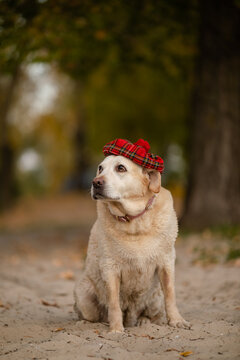 Cute Labrador Retriever dog wearing red plaid beret hat in autumn park