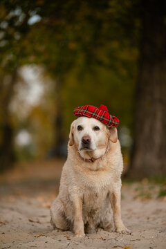 Cute Labrador Retriever dog wearing red plaid beret hat in autumn park