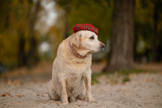 Cute Labrador Retriever dog wearing red plaid beret hat in autumn park