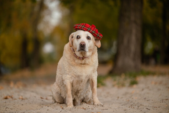 Cute Labrador Retriever dog wearing red plaid beret hat in autumn park