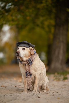 Cute Labrador Retriever dog wearing striped flat cap and scarf in autumn park