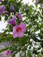 Close up macro of pink hibiscus syriacus flower covered in rain droplets © Edd