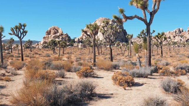 Arid desert landscape displaying iconic joshua trees and massive rock formations under a clear blue sky, capturing barren wilderness of american southwest. Pov movement to large stone boulders