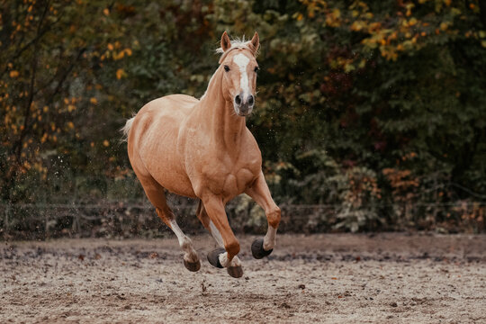 Quarter Horse Palomino